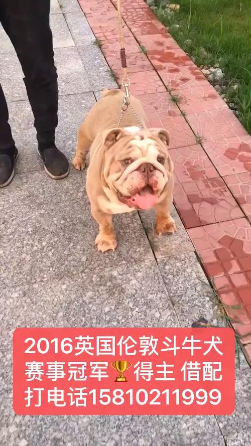 英国斗牛犬俱乐部(养英国斗牛犬后悔了) - 警犬训练器材厂家 _警犬训练用品_工作犬训练用品-南京开久警犬装备-警犬训练器材厂家 _警犬训练用品_工作犬训练用品-南京开久警犬装备