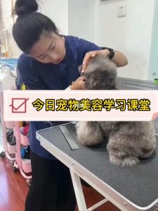 宠物狗狗美容培训学校(成都狗狗美容培训学校)-警犬训练器材厂家 _警犬训练用品_工作犬训练用品-南京开久警犬装备