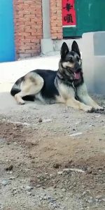 血狼犬是什么品种?黄狼犬是什么品种-警犬训练器材厂家 _警犬训练用品_工作犬训练用品-南京开久警犬装备