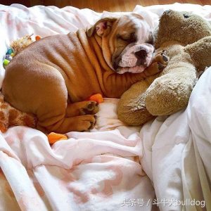 英国斗牛犬什么性格？英国斗牛犬叫什么-警犬训练器材厂家 _警犬训练用品_工作犬训练用品-南京开久警犬装备