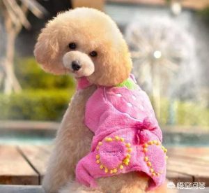 泰迪犬要怎么训练(泰迪犬要怎么训练不乱叫)-警犬训练器材厂家 _警犬训练用品_工作犬训练用品-南京开久警犬装备