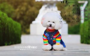 俄罗斯小熊犬萌宠-警犬训练器材厂家 _警犬训练用品_工作犬训练用品-南京开久警犬装备