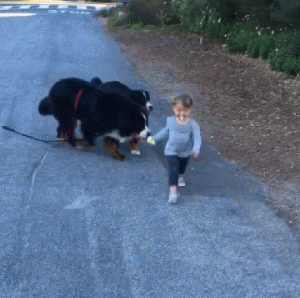 最好养的大型犬排行(十大新手最好养的大型犬)-警犬训练器材厂家 _警犬训练用品_工作犬训练用品-南京开久警犬装备