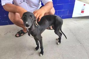 格力犬价格多少钱一只(三个月的格力犬多少钱一只)-警犬训练器材厂家 _警犬训练用品_工作犬训练用品-南京开久警犬装备