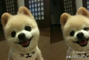 俊介是什么品种的狗狗(汪汪队的狗狗是什么品种)-警犬训练器材厂家 _警犬训练用品_工作犬训练用品-南京开久警犬装备