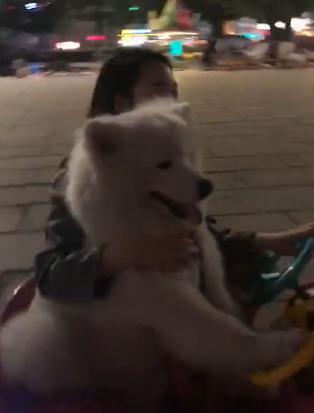 萨摩耶犬介绍萌宠_小萨摩耶犬种,很萌 - 警犬训练器材厂家 _警犬训练用品_工作犬训练用品-南京开久警犬装备-警犬训练器材厂家 _警犬训练用品_工作犬训练用品-南京开久警犬装备