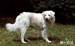 狗品种大全分类(狗有多少种类)-警犬训练器材厂家 _警犬训练用品_工作犬训练用品-南京开久警犬装备