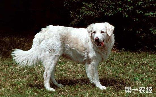 狗品种大全分类(狗有多少种类) - 警犬训练器材厂家 _警犬训练用品_工作犬训练用品-南京开久警犬装备-警犬训练器材厂家 _警犬训练用品_工作犬训练用品-南京开久警犬装备