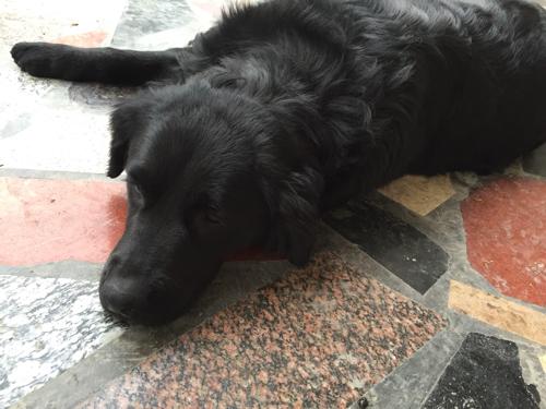 黑色大型犬长毛品种萌宠(黑色长毛犬品种 *** 大全) - 警犬训练器材厂家 _警犬训练用品_工作犬训练用品-南京开久警犬装备-警犬训练器材厂家 _警犬训练用品_工作犬训练用品-南京开久警犬装备