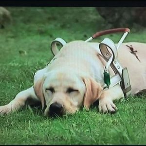 导盲犬小q百度影音(导盲犬小q 百度网盘)-警犬训练器材厂家 _警犬训练用品_工作犬训练用品-南京开久警犬装备