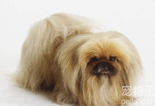 京巴犬价格(京巴犬的价格) - 警犬训练器材厂家 _警犬训练用品_工作犬训练用品-南京开久警犬装备-警犬训练器材厂家 _警犬训练用品_工作犬训练用品-南京开久警犬装备