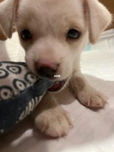 母狗狗的名字大全(母狗狗的名字大全幸运健康)-警犬训练器材厂家 _警犬训练用品_工作犬训练用品-南京开久警犬装备