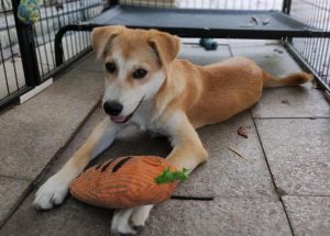 狮毛狗是土狗吗(土狗毛狗多少钱一斤)-警犬训练器材厂家 _警犬训练用品_工作犬训练用品-南京开久警犬装备