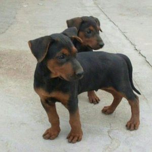 莱州红犬的优点和缺点(莱州红犬的优点和缺点莱州红犬价格)-警犬训练器材厂家 _警犬训练用品_工作犬训练用品-南京开久警犬装备