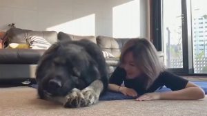 酋加犬怎么读音(口犬怎么读音)-警犬训练器材厂家 _警犬训练用品_工作犬训练用品-南京开久警犬装备