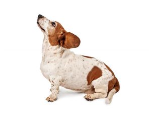 巴赛特犬(英格兰赛特犬)-警犬训练器材厂家 _警犬训练用品_工作犬训练用品-南京开久警犬装备