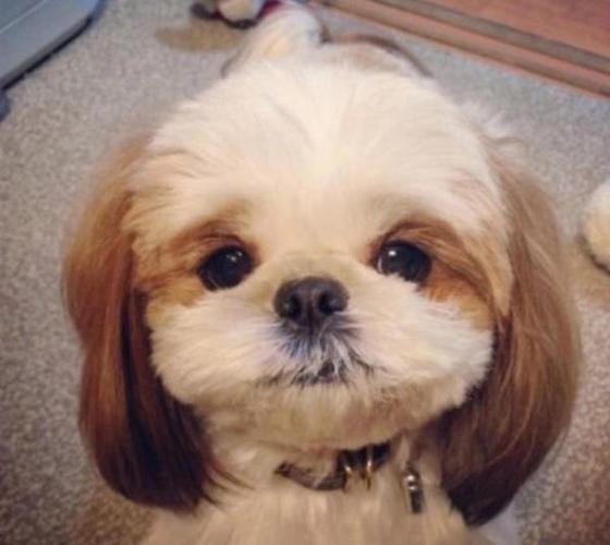 怎么样教狗 *** 东西萌宠(怎么样教狗狗握手) - 警犬训练器材厂家 _警犬训练用品_工作犬训练用品-南京开久警犬装备-警犬训练器材厂家 _警犬训练用品_工作犬训练用品-南京开久警犬装备