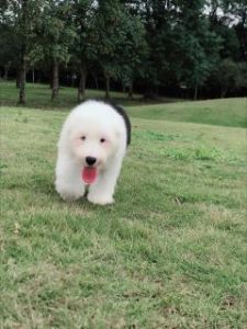 古牧犬好养吗萌宠-警犬训练器材厂家 _警犬训练用品_工作犬训练用品-南京开久警犬装备