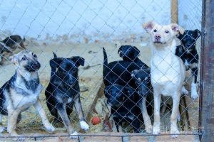 南京狗狗收容所:南京宠物收容所-警犬训练器材厂家 _警犬训练用品_工作犬训练用品-南京开久警犬装备