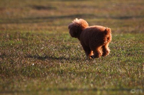 泰迪狗的奔跑速度是多少(泰迪狗的奔跑速度是多少千米) - 警犬训练器材厂家 _警犬训练用品_工作犬训练用品-南京开久警犬装备-警犬训练器材厂家 _警犬训练用品_工作犬训练用品-南京开久警犬装备