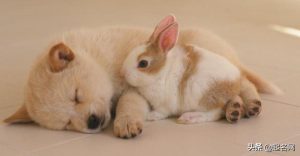 狗叫什么名字(狗起什么名字好听)-警犬训练器材厂家 _警犬训练用品_工作犬训练用品-南京开久警犬装备