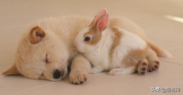 狗叫什么名字(狗起什么名字好听) - 警犬训练器材厂家 _警犬训练用品_工作犬训练用品-南京开久警犬装备-警犬训练器材厂家 _警犬训练用品_工作犬训练用品-南京开久警犬装备