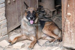 中国本土狼犬介绍这四大狼犬护卫能力邻居都怕-警犬训练器材厂家 _警犬训练用品_工作犬训练用品-南京开久警犬装备