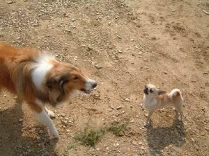 拜金狗吉娃娃萌宠(比佛利山庄拜金狗吉娃娃)-警犬训练器材厂家 _警犬训练用品_工作犬训练用品-南京开久警犬装备