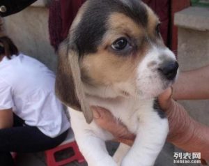 比格犬好养吗?看完你就有数了-警犬训练器材厂家 _警犬训练用品_工作犬训练用品-南京开久警犬装备