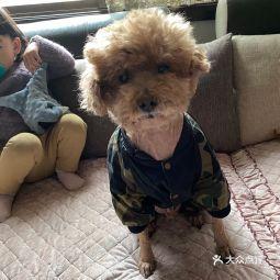 正规宠物店买狗流程(正规的宠物店买狗安全吗)-警犬训练器材厂家 _警犬训练用品_工作犬训练用品-南京开久警犬装备