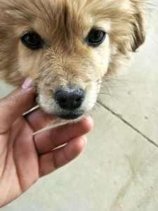 小狗鼻子干怎么办？两个月的小狗鼻子干怎么办-警犬训练器材厂家 _警犬训练用品_工作犬训练用品-南京开久警犬装备