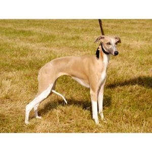 追兔子的狗叫什么品种？逮兔子的狗叫什么品种-警犬训练器材厂家 _警犬训练用品_工作犬训练用品-南京开久警犬装备