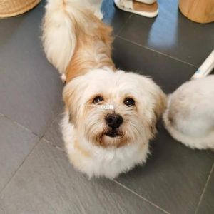 怎么领养狗狗(想免费领养一只狗)-警犬训练器材厂家 _警犬训练用品_工作犬训练用品-南京开久警犬装备