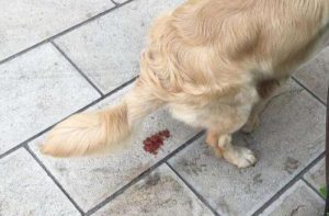 两个月小狗拉稀怎么治疗?两个月的小狗拉稀带血怎么办-警犬训练器材厂家 _警犬训练用品_工作犬训练用品-南京开久警犬装备