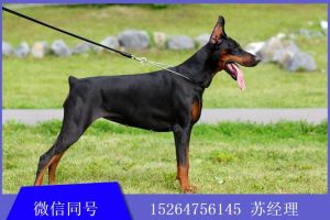 杜宾犬一般多少钱(小型杜宾犬多少钱一只)-警犬训练器材厂家 _警犬训练用品_工作犬训练用品-南京开久警犬装备