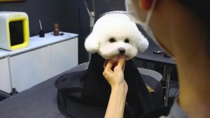 卷毛比熊犬_卷毛比熊犬好养吗-警犬训练器材厂家 _警犬训练用品_工作犬训练用品-南京开久警犬装备