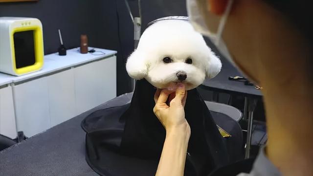 卷毛比熊犬_卷毛比熊犬好养吗 - 警犬训练器材厂家 _警犬训练用品_工作犬训练用品-南京开久警犬装备-警犬训练器材厂家 _警犬训练用品_工作犬训练用品-南京开久警犬装备