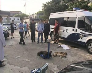 嘉兴狗被城管抓了怎么办(衢州狗被城管抓了怎么办)-警犬训练器材厂家 _警犬训练用品_工作犬训练用品-南京开久警犬装备