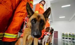 汶川地震67只搜救犬全部离世(汶川地震搜救犬名单)-警犬训练器材厂家 _警犬训练用品_工作犬训练用品-南京开久警犬装备