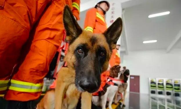 汶川地震67只搜救犬全部离世(汶川地震搜救犬名单) - 警犬训练器材厂家 _警犬训练用品_工作犬训练用品-南京开久警犬装备-警犬训练器材厂家 _警犬训练用品_工作犬训练用品-南京开久警犬装备