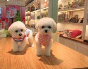 狗狗社区  衡阳狗狗社区-警犬训练器材厂家 _警犬训练用品_工作犬训练用品-南京开久警犬装备