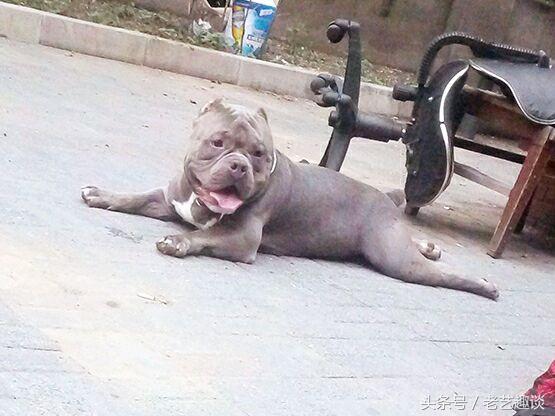 伴侣犬_伴侣犬行为管理师 - 警犬训练器材厂家 _警犬训练用品_工作犬训练用品-南京开久警犬装备-警犬训练器材厂家 _警犬训练用品_工作犬训练用品-南京开久警犬装备