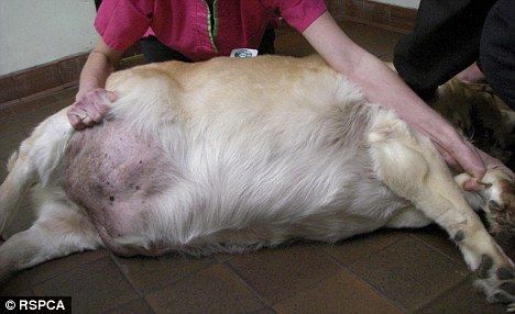 狗怀孕多久阴门会变大 - 警犬训练器材厂家 _警犬训练用品_工作犬训练用品-南京开久警犬装备-警犬训练器材厂家 _警犬训练用品_工作犬训练用品-南京开久警犬装备