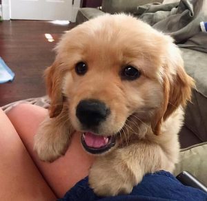 金毛赛级犬是什么意思？金毛的祖先是什么犬-警犬训练器材厂家 _警犬训练用品_工作犬训练用品-南京开久警犬装备