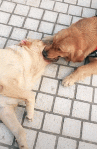 人可以和狗交配吗-警犬训练器材厂家 _警犬训练用品_工作犬训练用品-南京开久警犬装备