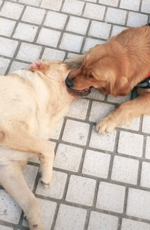 人可以和狗交配吗 - 警犬训练器材厂家 _警犬训练用品_工作犬训练用品-南京开久警犬装备-警犬训练器材厂家 _警犬训练用品_工作犬训练用品-南京开久警犬装备