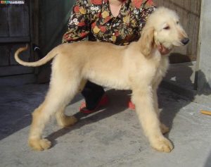 阿富汗犬什么价位(阿富汗犬长什么样子)-警犬训练器材厂家 _警犬训练用品_工作犬训练用品-南京开久警犬装备