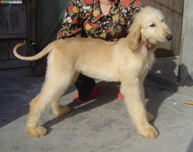 阿富汗犬什么价位(阿富汗犬长什么样子) - 警犬训练器材厂家 _警犬训练用品_工作犬训练用品-南京开久警犬装备-警犬训练器材厂家 _警犬训练用品_工作犬训练用品-南京开久警犬装备