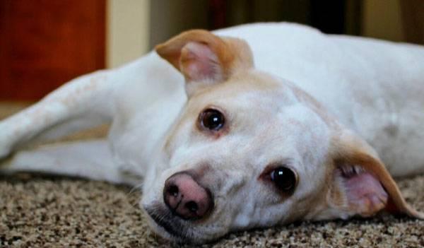 狗狗拉稀呕吐怎么办(狗狗呕吐不拉稀是怎么回事) - 警犬训练器材厂家 _警犬训练用品_工作犬训练用品-南京开久警犬装备-警犬训练器材厂家 _警犬训练用品_工作犬训练用品-南京开久警犬装备