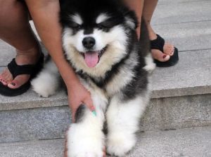 啊拉斯加雪橇犬吃什么(啊拉斯加雪橇犬体型)-警犬训练器材厂家 _警犬训练用品_工作犬训练用品-南京开久警犬装备